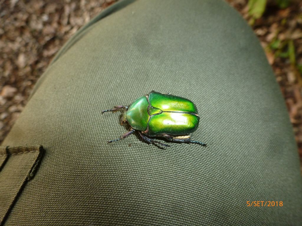 Protaetia (Cetonischema) speciosissima?  No, Protaetia cuprea